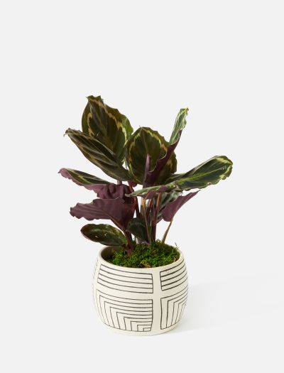 The Callie-NF-K-10016